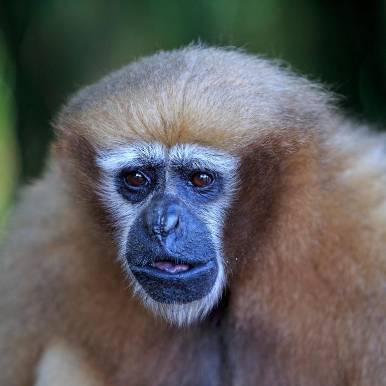 A California Sanctuary Becomes a Global Lifeline for the World’s Endangered Gibbons