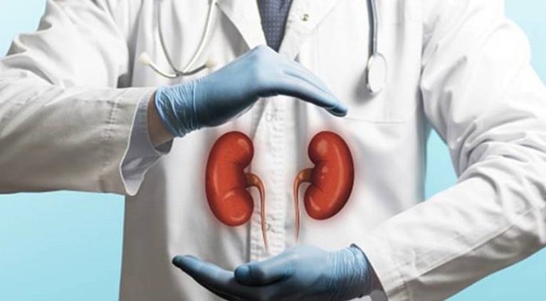 Gene-Edited Pig Kidneys Prove They Can Bridge Patients to Human Transplants 