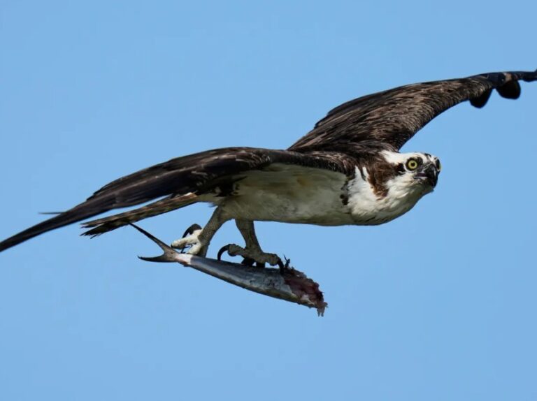 Ospreys Are Vanishing Along the East Coast as a Crucial Food Source Disappears