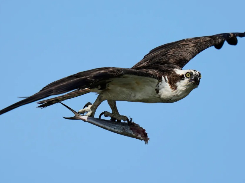 Ospreys Are Vanishing Along the East Coast as a Crucial Food Source Disappears