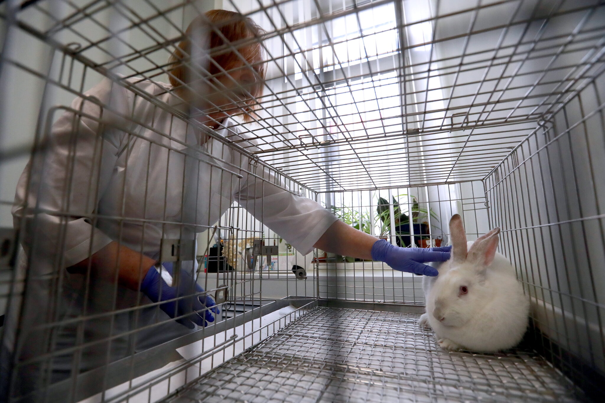 U.S. Accelerates Shift Away From Animal Testing as AI and Human-Based Models Reshape Drug Research