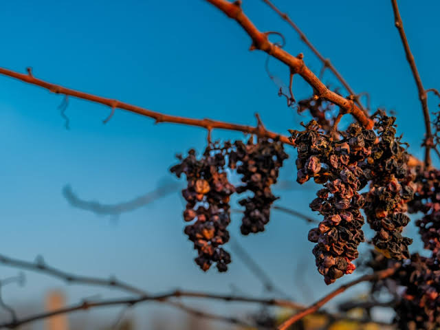 A 1,600-Ton Grape Glut Exposes a Growing Crisis for America’s Fruit Farmers
