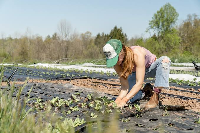 America’s Food Safety Under Pressure as Imported Produce Surges and FDA Inspections Fall Behind 